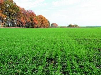 Параметри, що  впливають на продуктивність колоса пшениці озимої