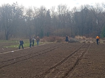 Весняна сівба на колекційному розсаднику кафедри загального землеробства