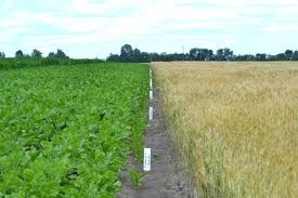 STUDY OF WATER - PHYSICAL PROPERTIES OF THE SOIL. ВИВЧЕННЯ ВОДНО-ФІЗИЧНИХ ВЛАСТИВОСТЕЙ ҐРУНТУ.