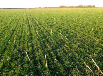 Простий варіант переходу на технологію No-till