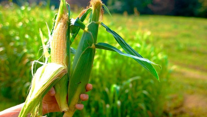 Вплив різних факторів на урожайність кукурудзи
